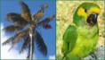 /album/fotogaleria/loro-orejiamarillo-jpg1/